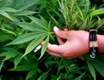 Курение конопли — последствия 